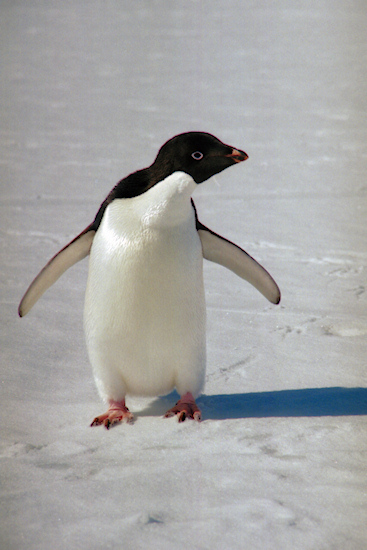 CHAdeliePenguins14.jpg
