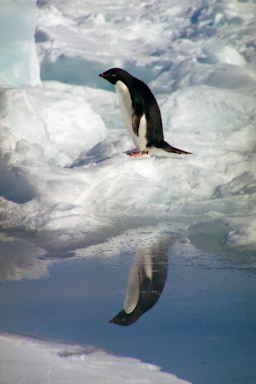 CHAdeliePenguins18.jpg