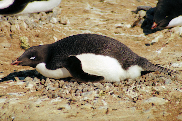 CHAdeliePenguins2.jpg