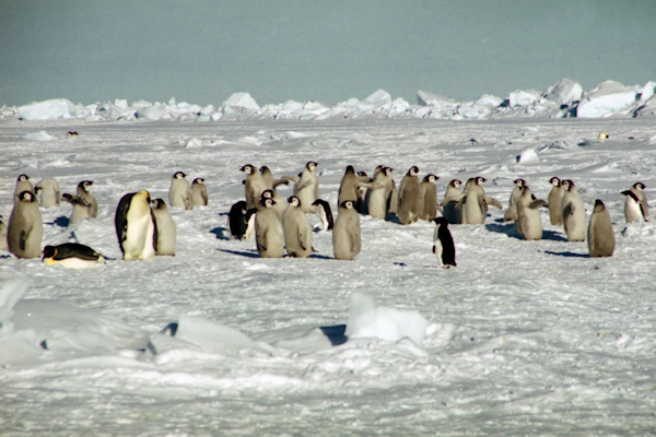 CWEmperorPenguinChicks8.jpg