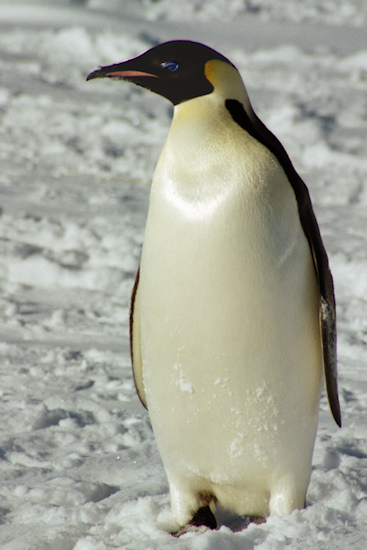 CWEmperorPenguins1.jpg