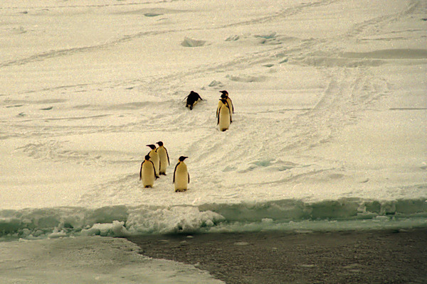 CWEmperorPenguins10.jpg