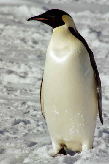 CWEmperorPenguins11.jpg