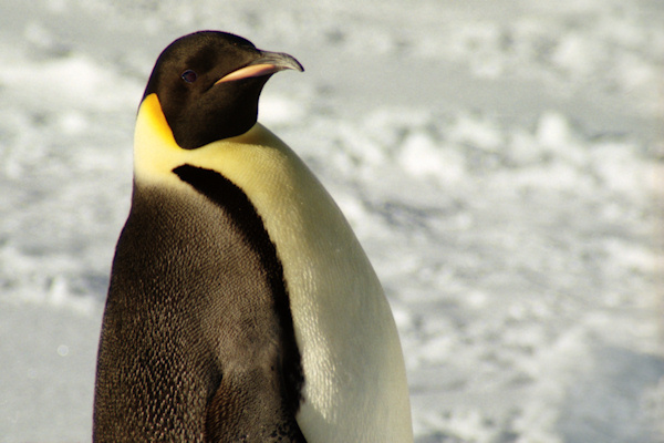 CWEmperorPenguins12.jpg