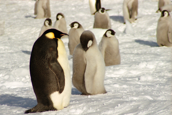 CWEmperorPenguins17.jpg