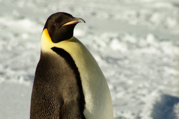 CWEmperorPenguins2.jpg