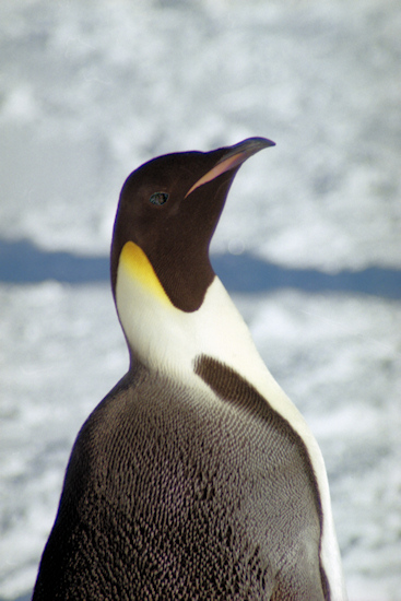 CWEmperorPenguins31.jpg