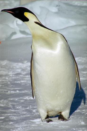 CWEmperorPenguins32.jpg