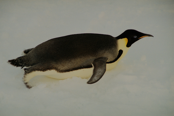 CWEmperorPenguins37.jpg