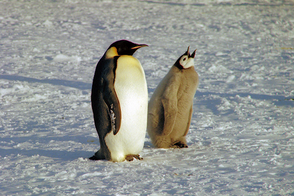 CWEmperorPenguins43.jpg