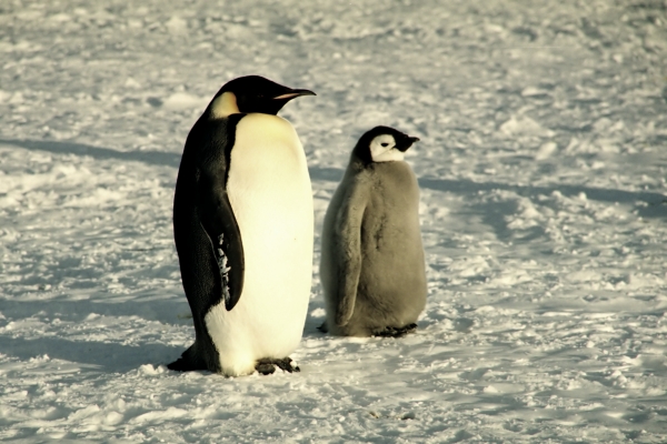 CWEmperorPenguins44_temp.jpg