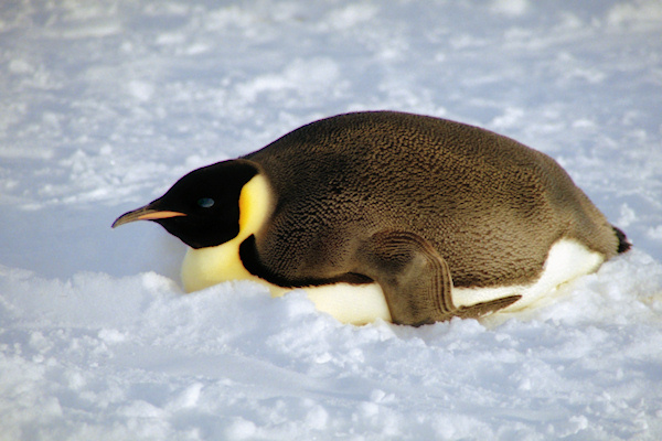 CWEmperorPenguins45.jpg