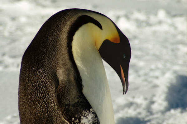 CWEmperorPenguins6.jpg