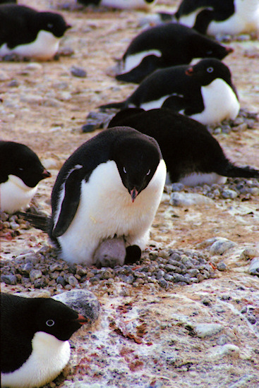 CapeAdareAdeliePenguins13.jpg