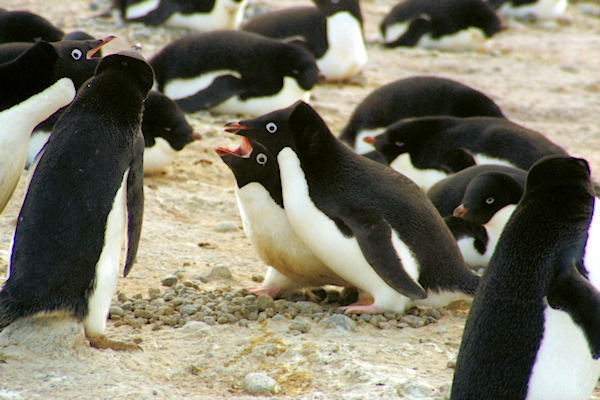 CapeAdareAdeliePenguins17.jpg