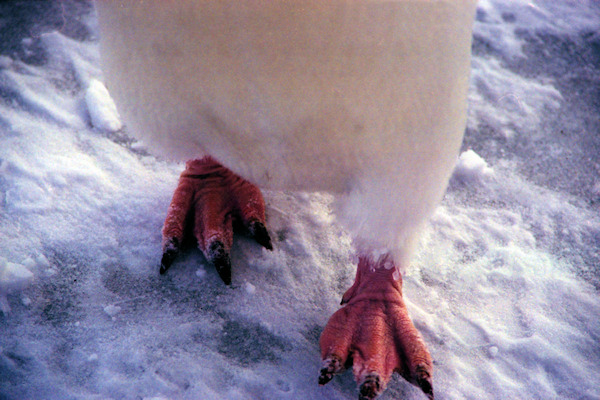 CapeAdareAdeliePenguins4.jpg