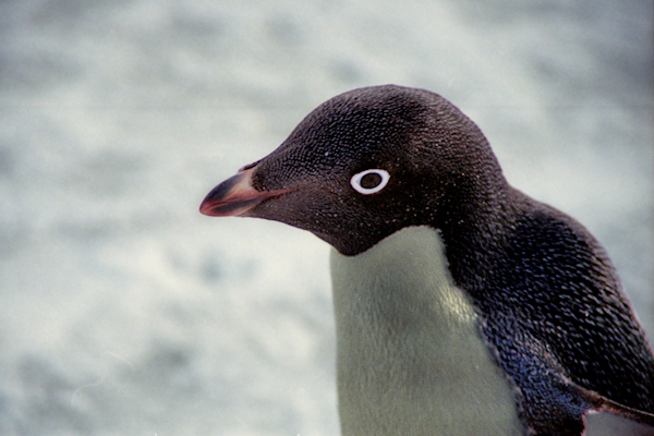 CapeAdareAdeliePenguins9_g.jpg