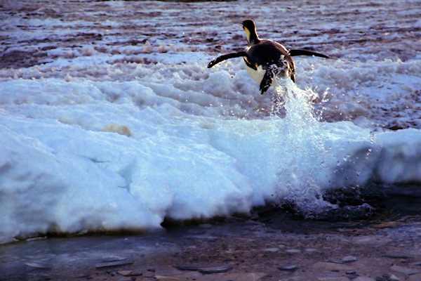 CapeRogetEmperorPenguins5d_g.jpg