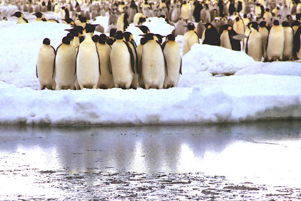 CapeRogetEmperorPenguins6a.jpg