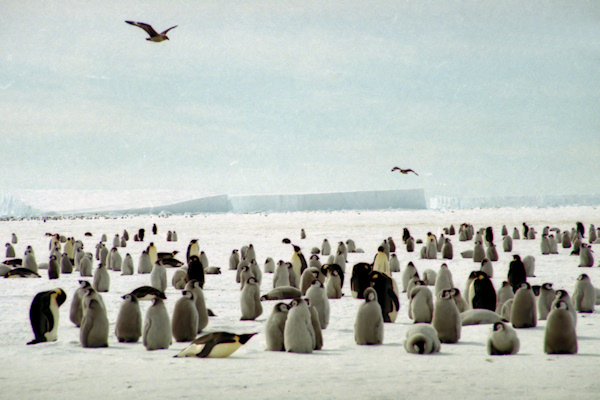 CoulmanIslandEmperorPenguins3.jpg