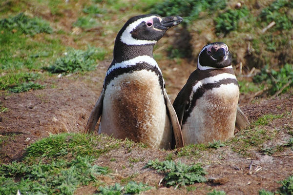 CarcassIs_MagallenicPenguins_4644_m.jpg - Magellanic Penguins - Carcass Island, Falkland Islands
