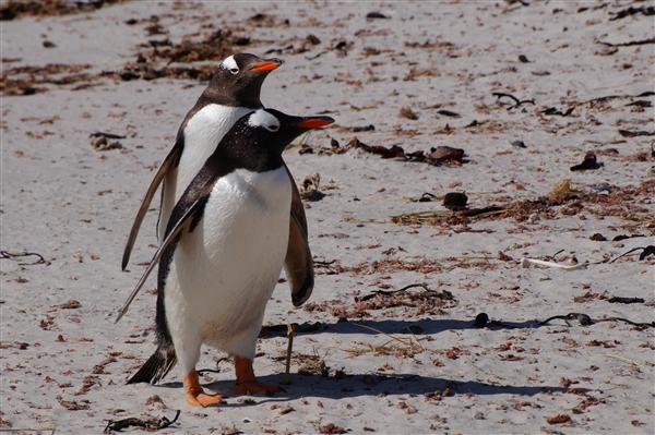 Carcass__Penguin_Gentoo_DSC05568.jpg - Gentoo Penguins - Carcass Island, Falkland Islands