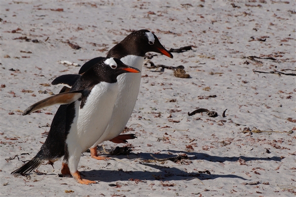 Carcass__Penguin_Gentoo_DSC05573.jpg - Gentoo Penguins - Carcass Island, Falkland Islands
