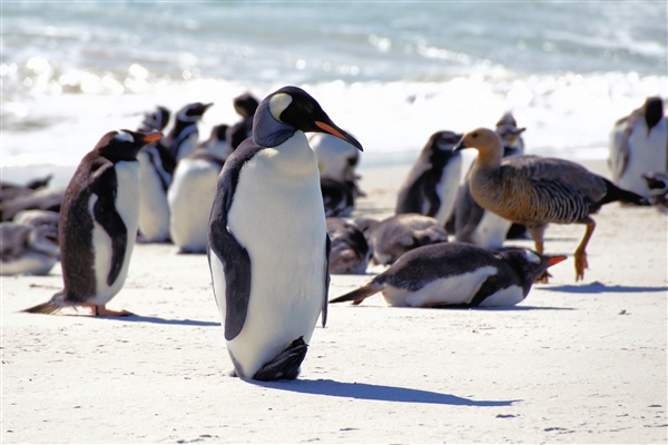 Carcass__Penguin_King_DSC05544.jpg - One King Penguin - Carcass Island, Falkland Islands