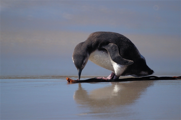 Carcass__Penguin_Magellanic_DSC05523.jpg - Magellanic Penguin Juvenile - Carcass Island, Falkland Islands