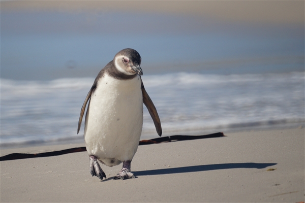 Carcass__Penguin_Magellanic_DSC05525.jpg - Magellanic Penguin - Carcass Island, Falkland Islands