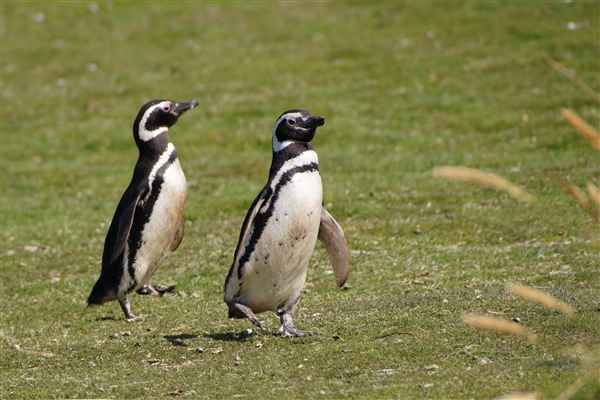 Carcass__Penguin_Magellanic_DSC05579.jpg - Magellanic Penguins - Carcass Island, Falkland Islands