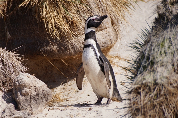 Carcass__Penguin_Magellanic_DSC05583.jpg - Magellanic Penguin - Carcass Island, Falkland Islands