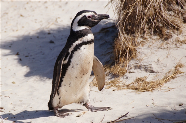 Carcass__Penguin_Magellanic_DSC05584.jpg - Magellanic Penguin - Carcass Island, Falkland Islands