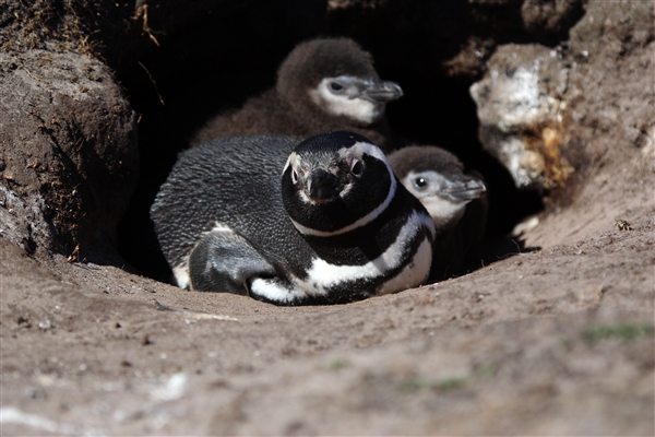 SaunderIs_MagallenicPenguins_3167.jpg - Magellanic Penguin and 2 Chicks in burrow - Saunders Island, Falkland Islands
