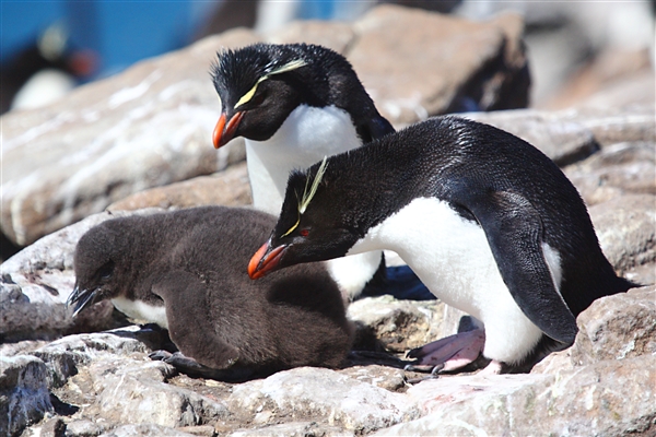 SaunderIs_RockHopperPenguins_3182_3_m.jpg - Rockhopper Penguins with Chick, Saunders Island, Falkland Islands