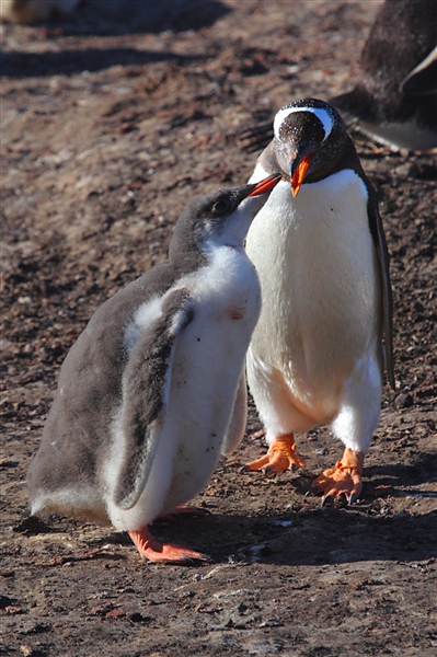SaundersIs_GentooPenguins_3234_3_m.jpg - Gentoo Penguin with large Chick, Saunders Island, Falkland Islands