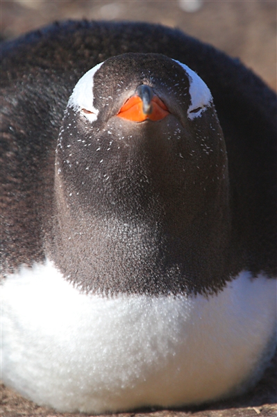 SaundersIs_GentooPenguins_3238_3_m.jpg - Gentoo Penguin, Saunders Island, Falkland Islands