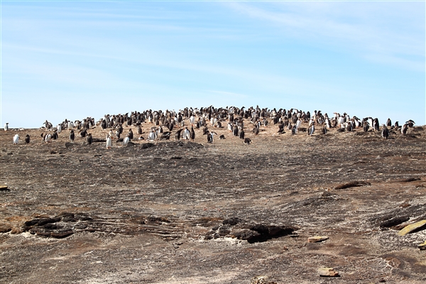 SaundersIs_GentooPenguins_4743_m.jpg - Gentoo Penguins, Saunders Island, Falkland Islands