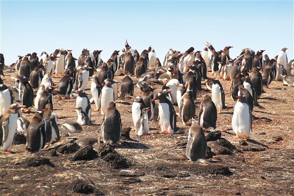 SaundersIs_GentooPenguins_4751_m.jpg - Gentoo Penguins, Saunders Island, Falkland Islands