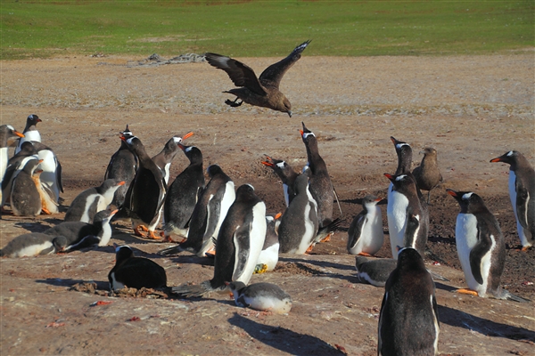 SaundersIs_GentooPenguins_4866_m.jpg - Gentoo Penguins, Saunders Island, Falkland Islands