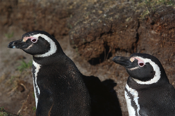 SaundersIs_MagallenicPenguins_3225_m.jpg - Magellanic Penguins - Saunders Island, Falkland Islands