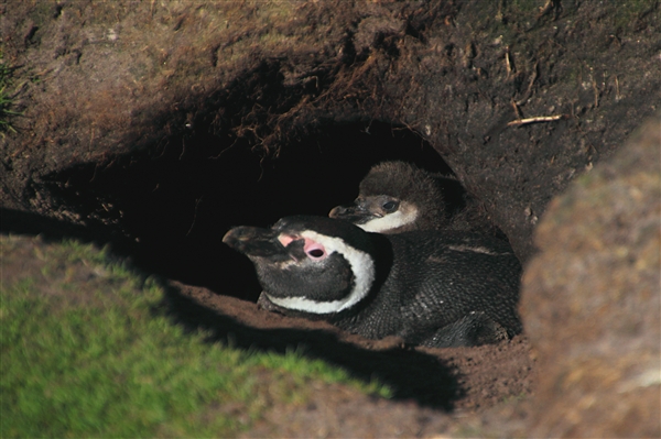 SaundersIs_MagallenicPenguins_4837_3_m.jpg - Magellanic Penguin and Chick in burrow - Saunders Island, Falkland Islands