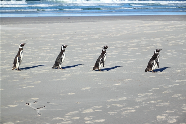SaundersIs_MagallenicPenguins_4856_m.jpg - Magellanic Penguins - Saunders Island, Falkland Islands
