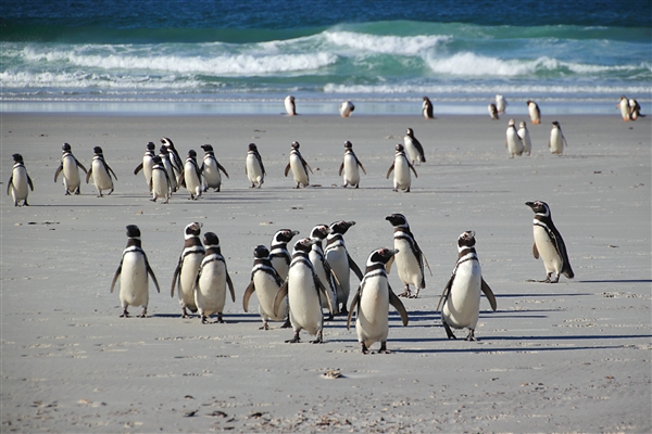 SaundersIs_MagallenicPenguins_4858_m.jpg - Magellanic Penguins - Saunders Island, Falkland Islands
