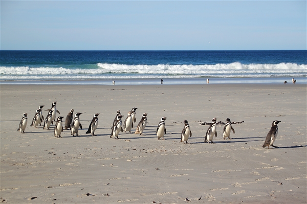SaundersIs_MagallenicPenguins_4860_m.jpg - Magellanic Penguins - Saunders Island, Falkland Islands