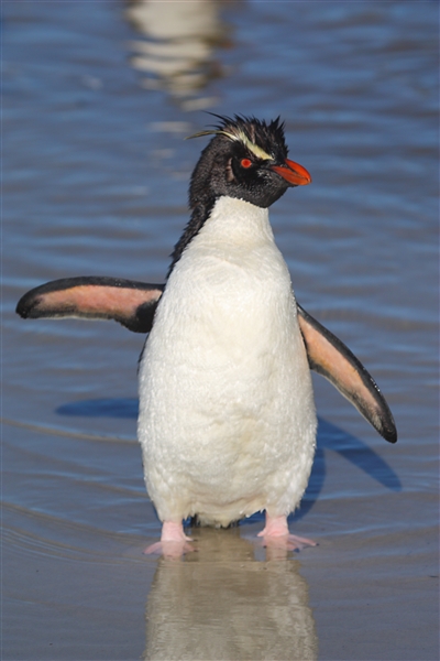 SaundersIs_RockHopperPenguins_3227_m.jpg - Rockhopper Penguin, Saunders Island, Falkland Islands