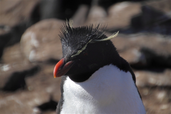 SaundersIs_RockHopperPenguins_4792.jpg - Rockhopper Penguin, Saunders Island, Falkland Islands