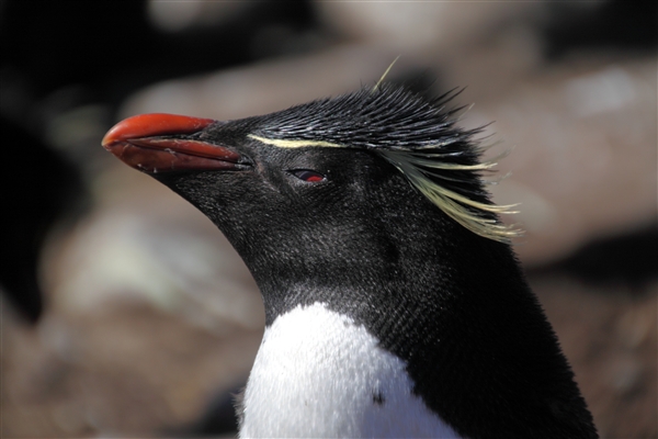 SaundersIs_RockHopperPenguins_4794.jpg - Rockhopper Penguin, Saunders Island, Falkland Islands