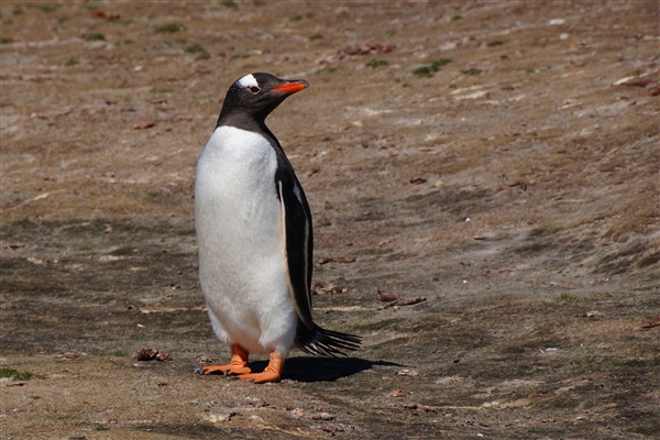 Saunders__Penguin_Gentoo_DSC05604.jpg - Gentoo Penguin - Carcass Island, Falkland Islands