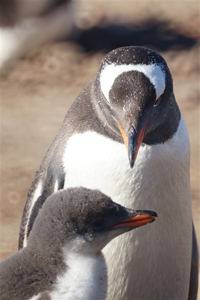 Saunders__Penguin_Gentoo_DSC05712.jpg - Gentoo Penguin with Chick, Saunders Island, Falkland Islands